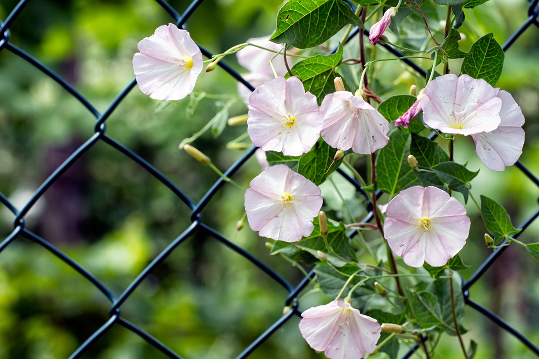 Eine Ackerwinde wächst an einem Gartenzaun. Foto: AdobeStock_Mushy