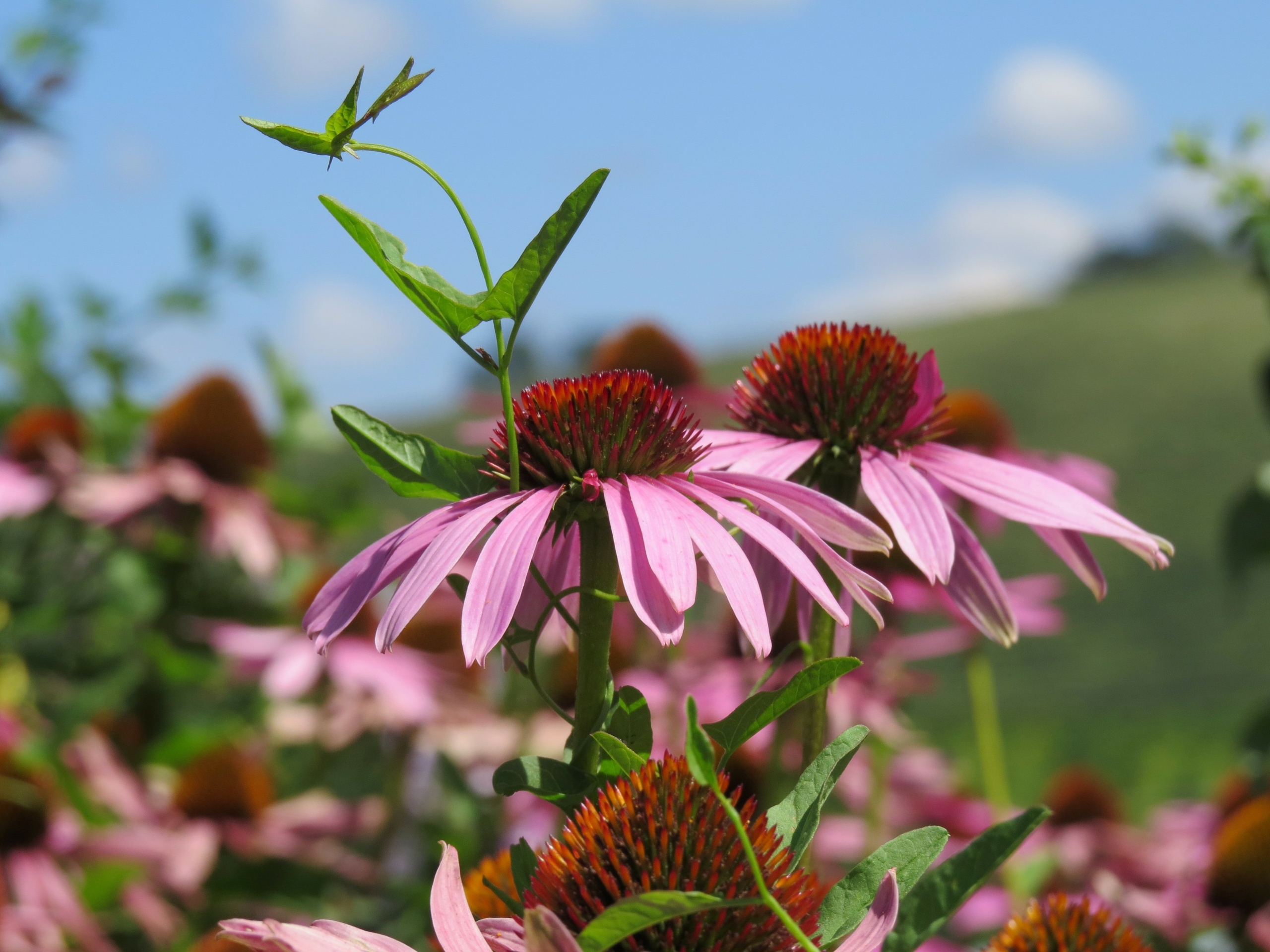 Ackerwinde Foto: AdobeStock_Алексей Малиновских
