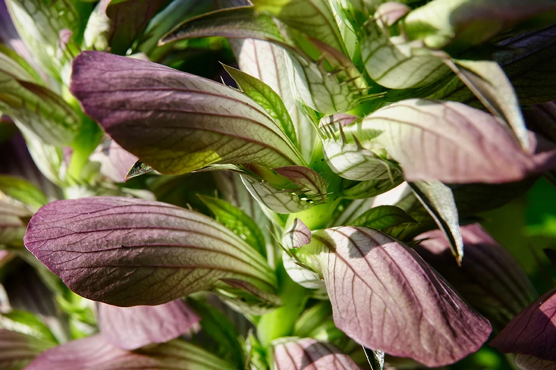 Bärenklau: Blüten des Bärenklaus in der Nahaufnahme. Foto: AdobeStock_Omm-on-tour