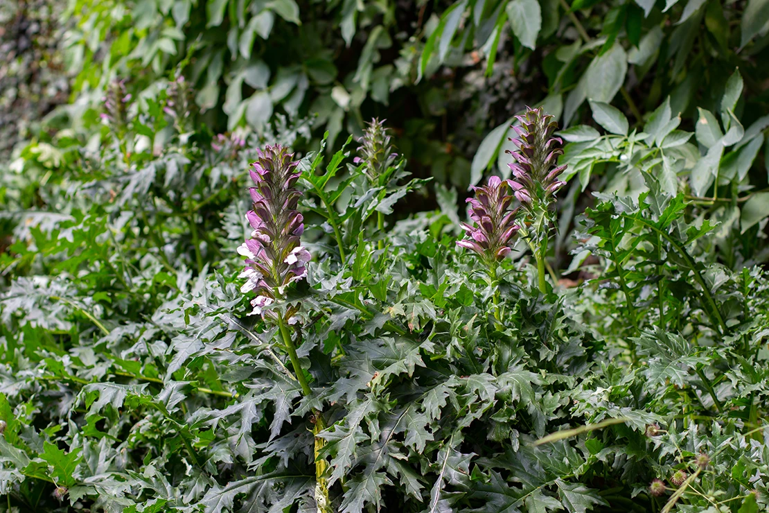 Blühender Bärenklau im Garten. Foto: AdobeStock_Robert Knapp