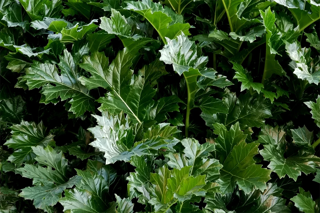 Große grüne Bärenklau-Blätter im Schatten. Foto: AdobeStock_imago1956rs