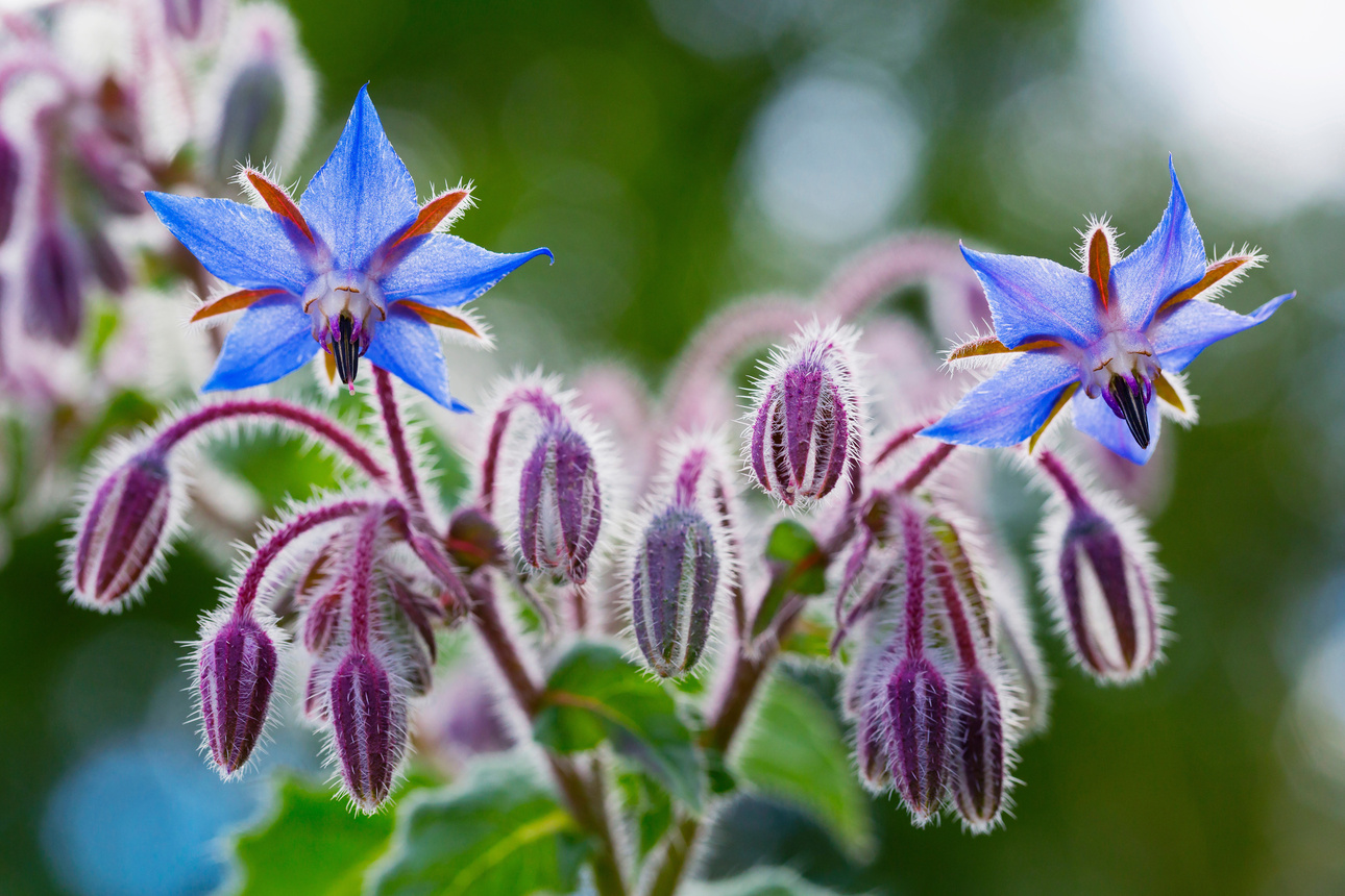 Borretsch pflanzen und pflegen So kultivieren Sie ihn GartenFlora