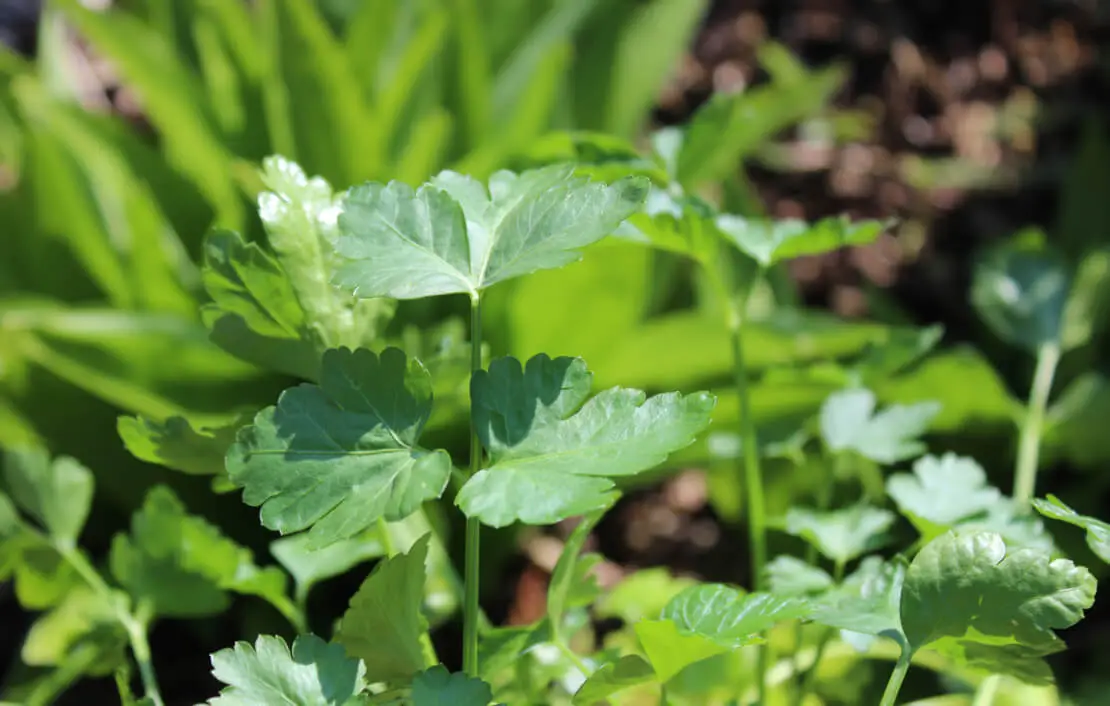 Glatte Petersilie im Gartenbeet
