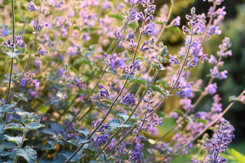 Violettblühende Katzenminze. Foto: AdobeStock_hhelene
