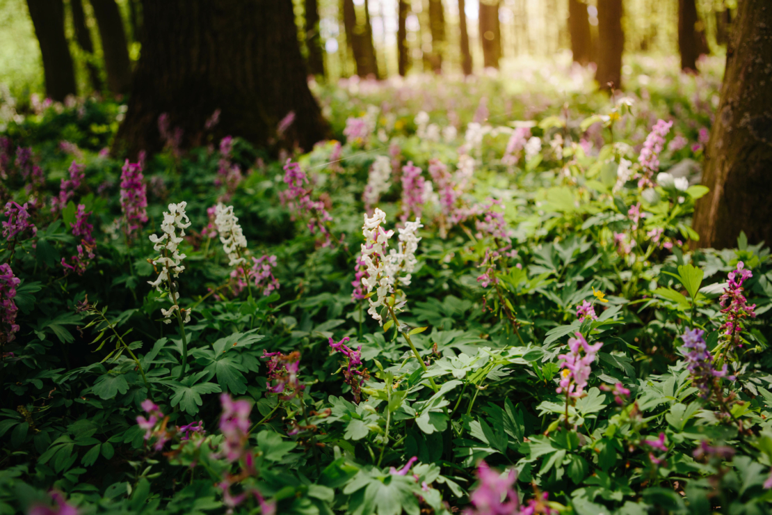 Lerchensporn Foto: AdobeStock_Iryna