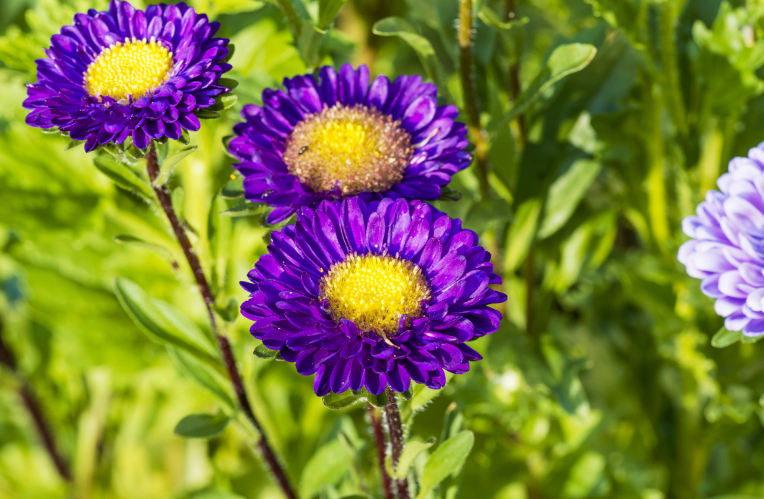 Die einfachen Blütenkörbchen mancher Sorten sind bei Bienen sehr beliebt. Foto: AdobeStock_Marcrc