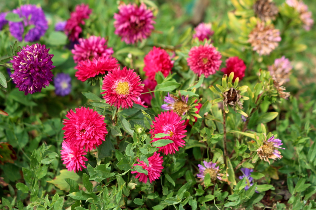 Farbenfrohe Beet- und Schnittastern gibt es auch als Saatgutmischung. Foto: AdobeStock_hecos