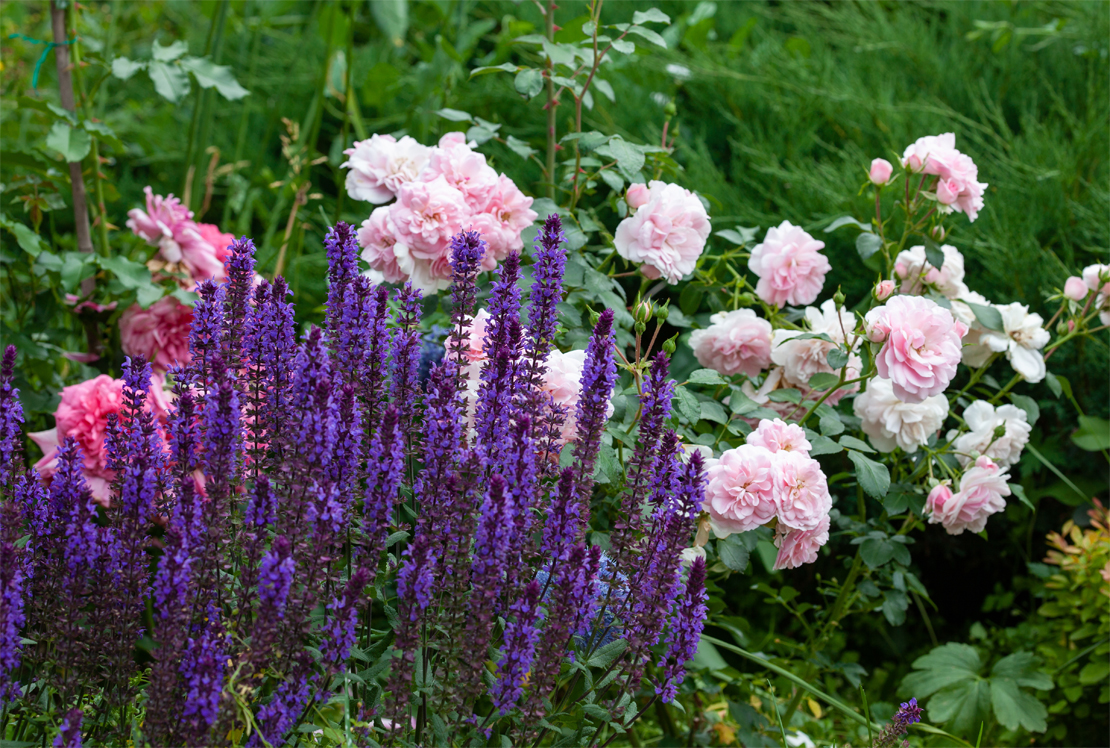 Geradezu klassisch: Steppensalbei als Begleiter für rosafarbene Rosen. Foto: AdobeStock_Klever_ok