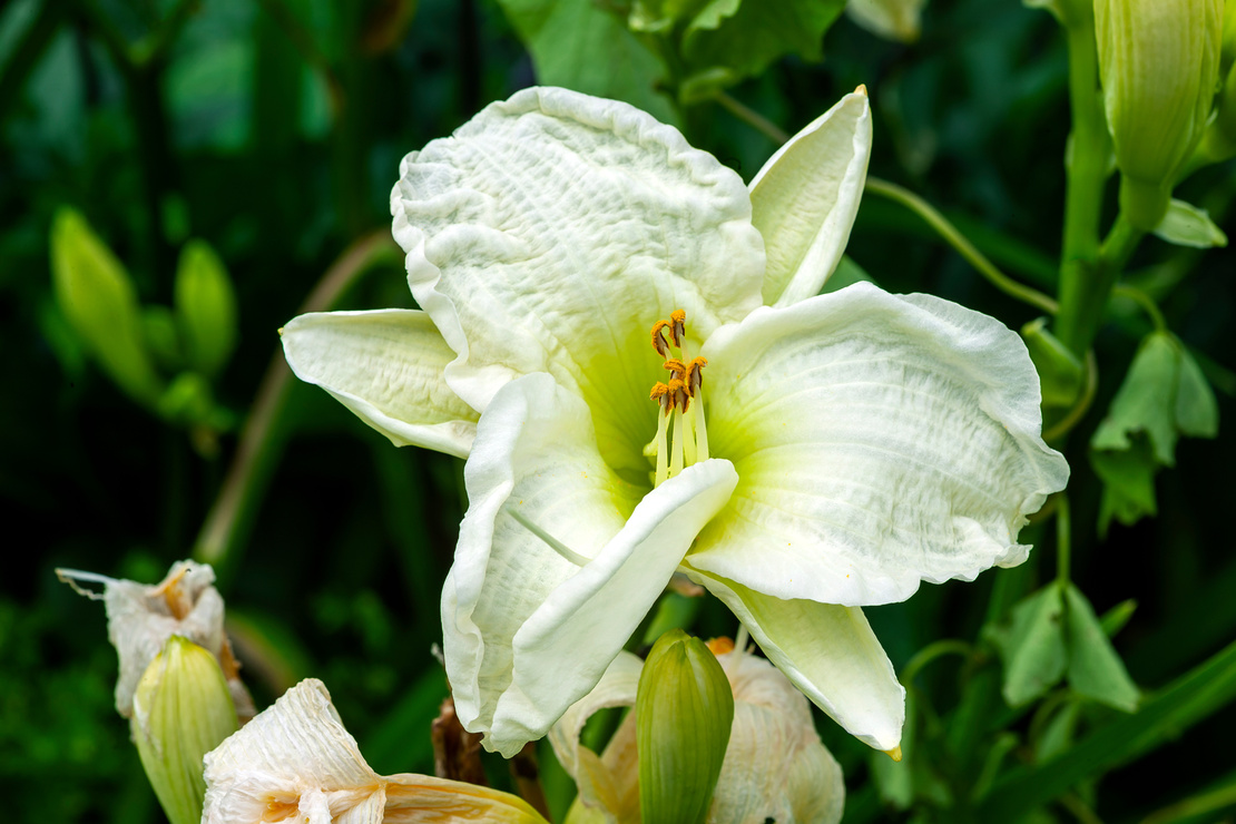 Taglilien – weiße, große Blüte.[Foto: AdobeStock_Tony Baggett]
