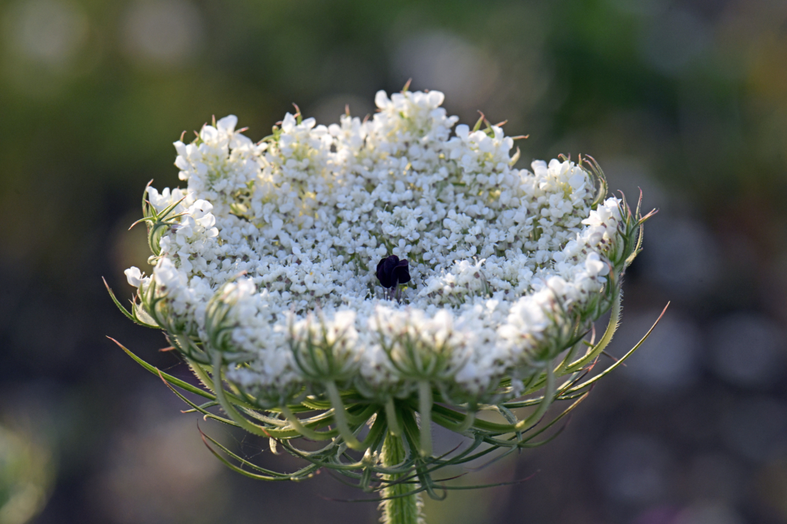 In der Mitte der Blütendolde befindet sich bei Daucus carota oft eine auffallende Einzelblüte