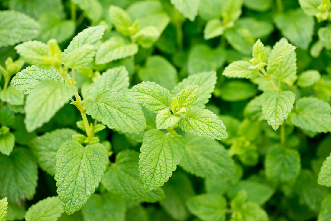 Zitronenmelisse Foto: AdobeStock_Václav Mach