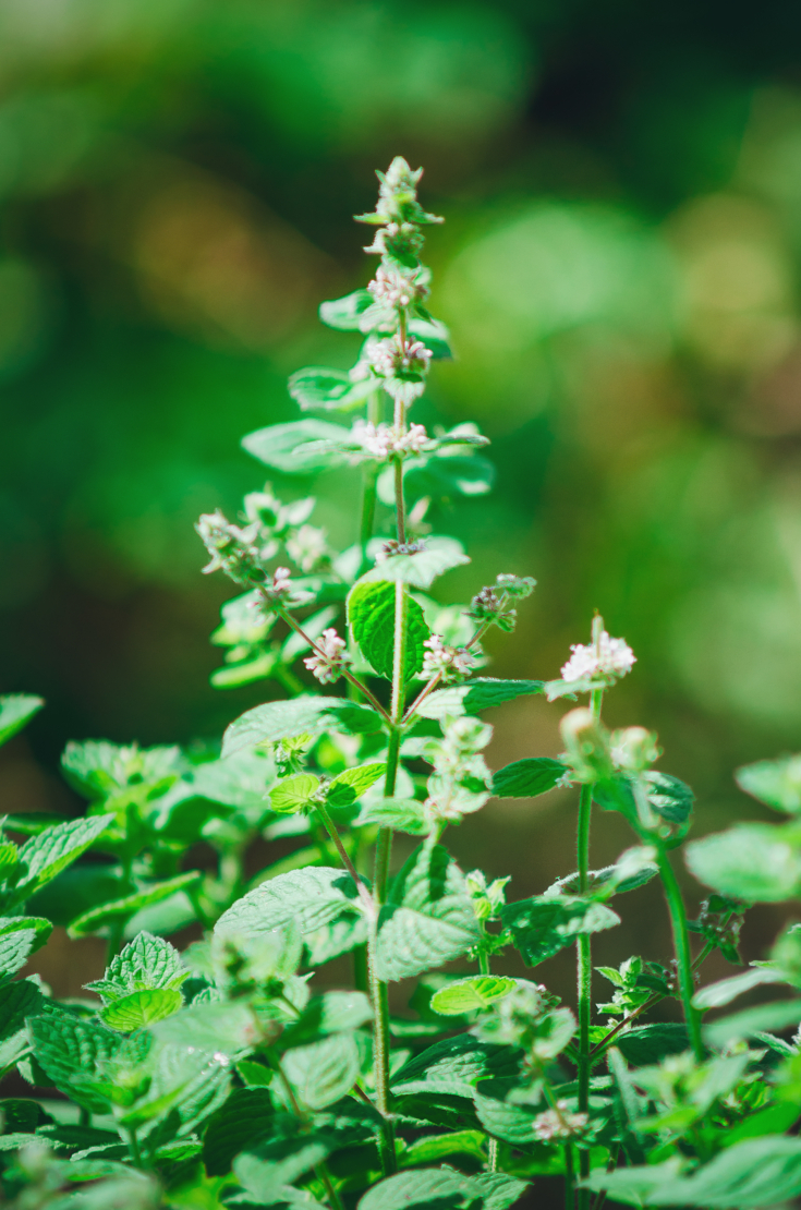 Zitronenmelisse Foto: AdobeStock_natavilman