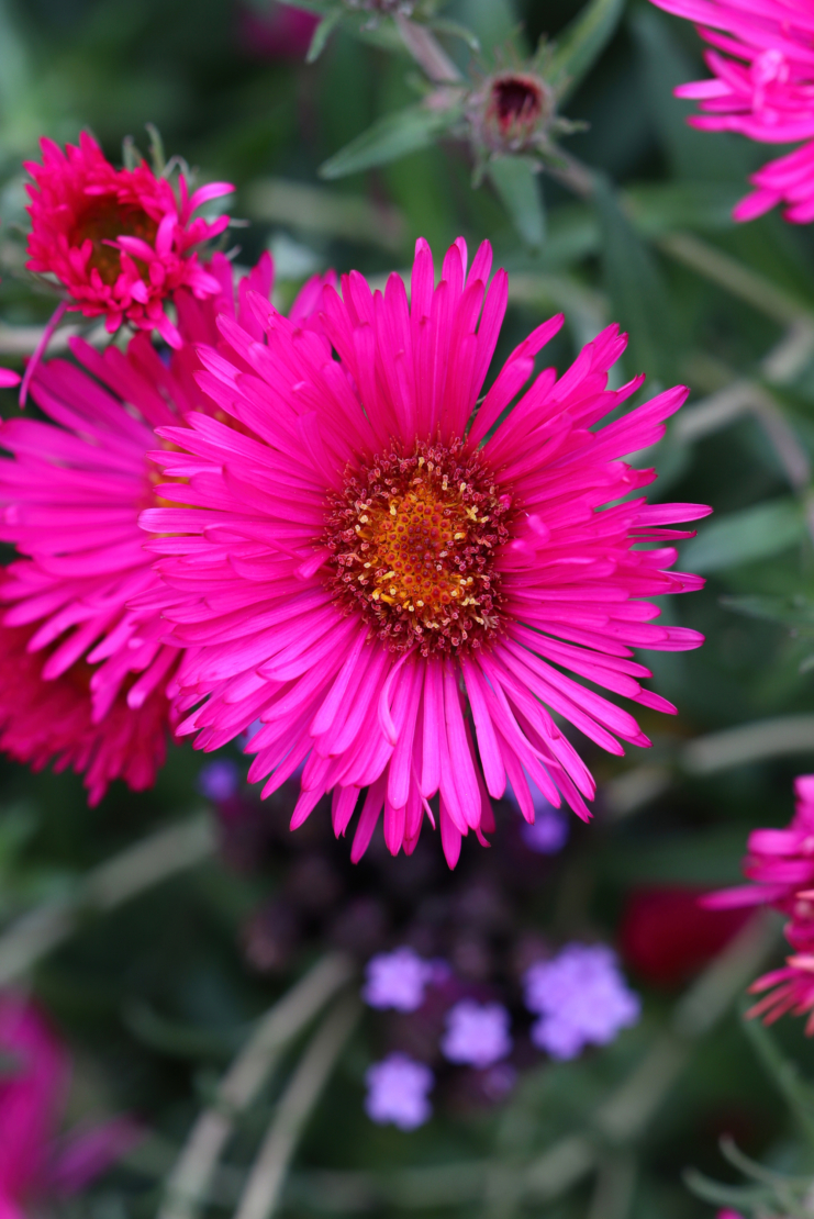 Eine Raublatt-Aster in Pink. Foto: AdobeStock_Natalia Greeske