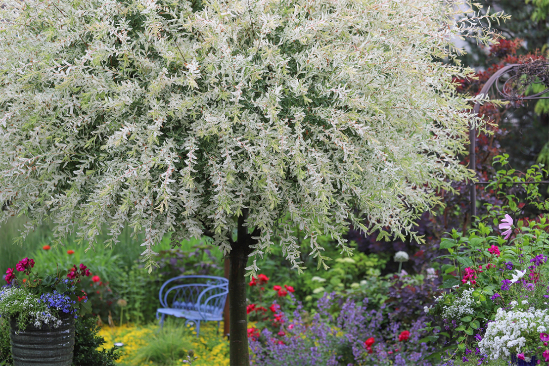 kleine Bäume für den Garten Foto: AdobeStock_MOLLY SHANNON