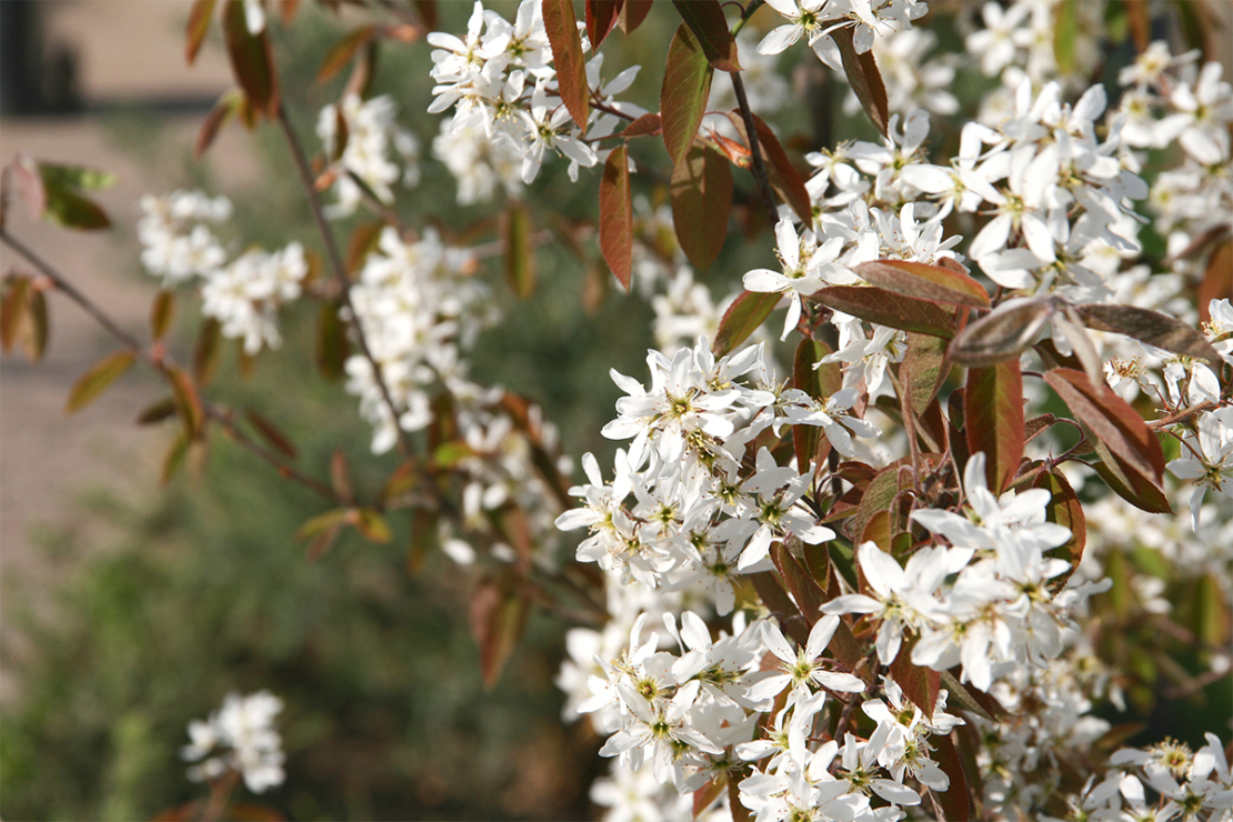 kleine Bäume für den Garten Foto: AdobeStock_instantArt