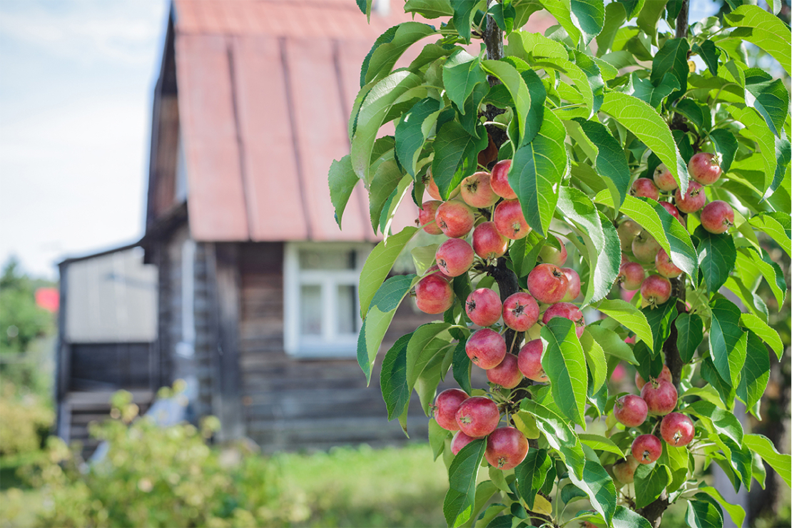 Säulenobst Foto: AdobeStock_Anastasiia Agafonova