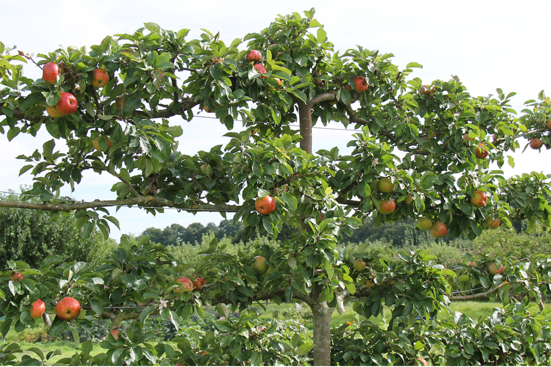 kleinen Garten gestalten Foto: AdobeStock_daseaford