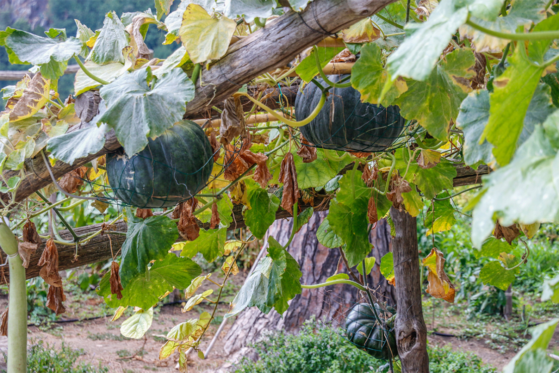 kleinen Garten gestalten Foto: AdobeStock_mbennett