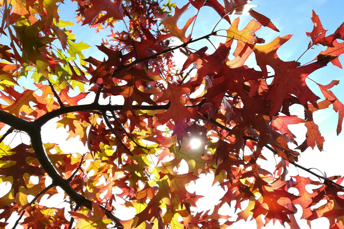 Sonne strahlt durch die herbstlich gefärbten Blätter von Quercus palustris Foto: AdobeStock_Didier