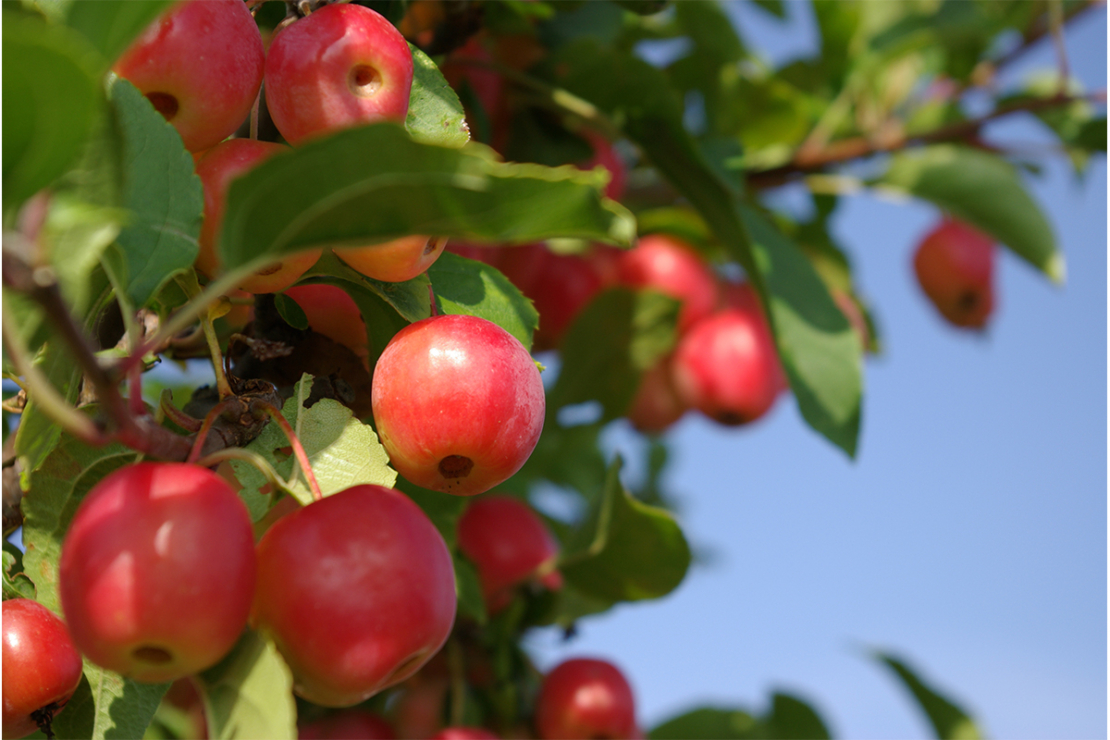 kleine Bäume für den Garten Foto:  AdobeStock_baumhaus