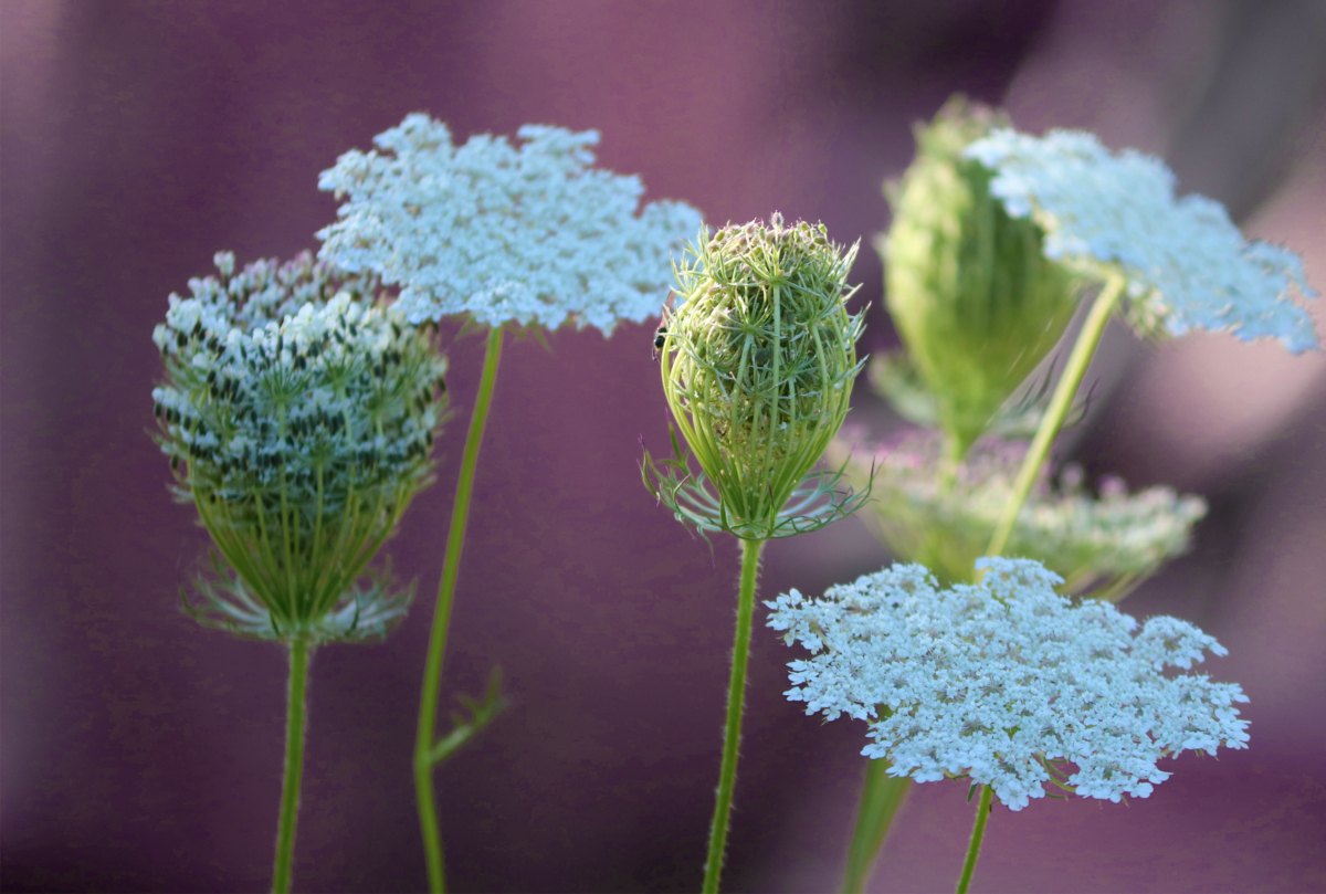 Wilde Möhre im Garten Aussaat und Verwendung GartenFlora