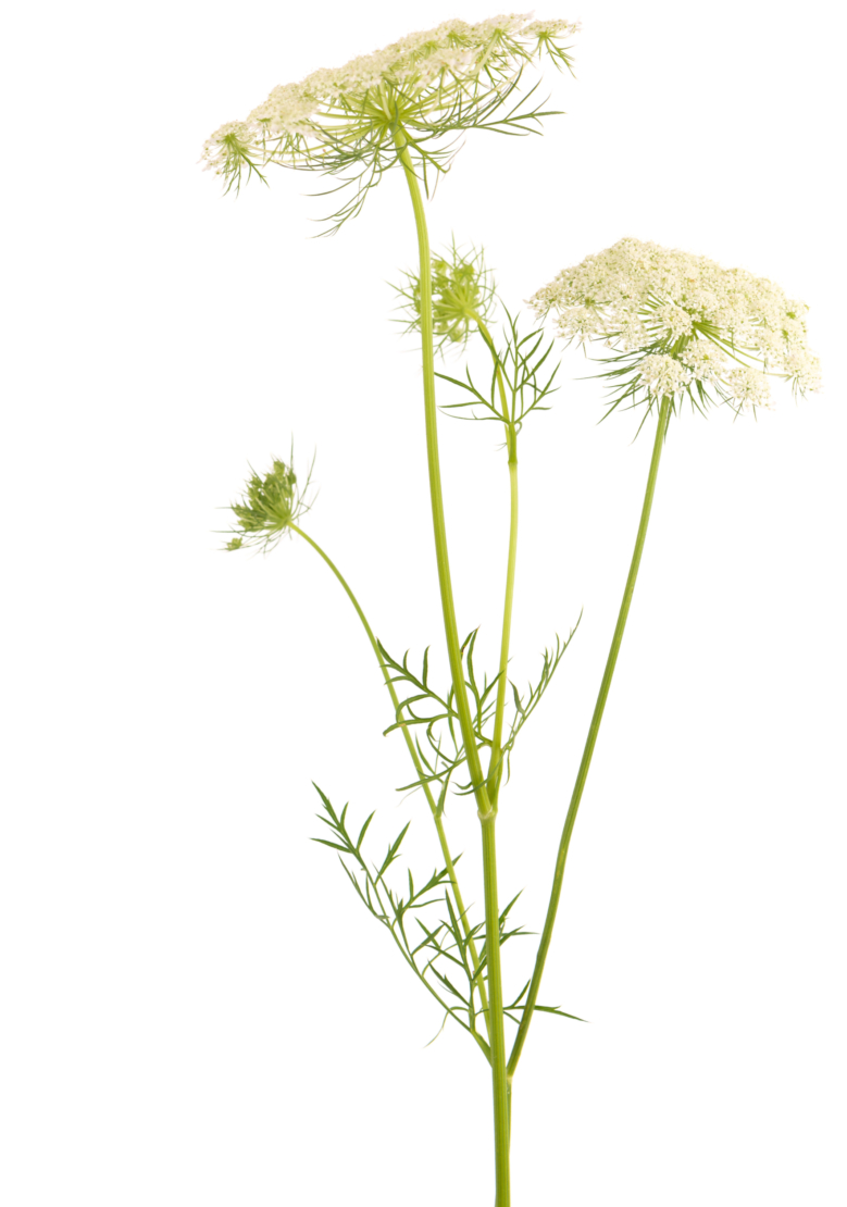 Daucus carota