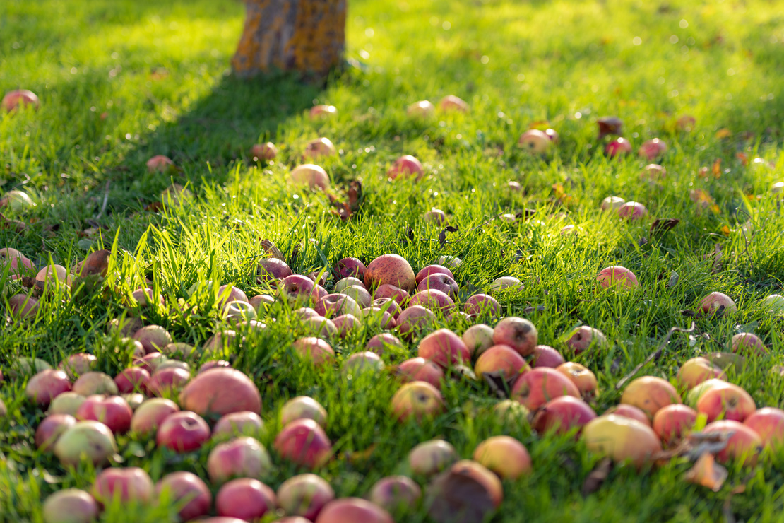 Garten im September. Fallobst auf dem Rasen. Foto: AdobeStock_Karoline Thalhofer