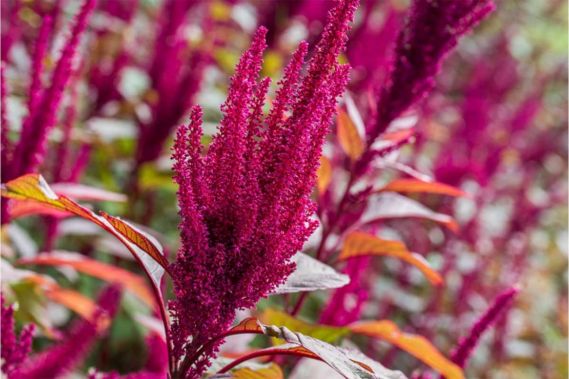 Amaranth gedeiht in einem Garten [Foto: AdobeStock_Aga7ta]