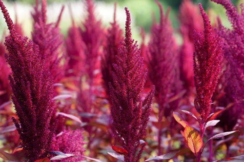 rosaroter Amaranth wächst in der Natur [Foto: AdobeStock_BSANI]