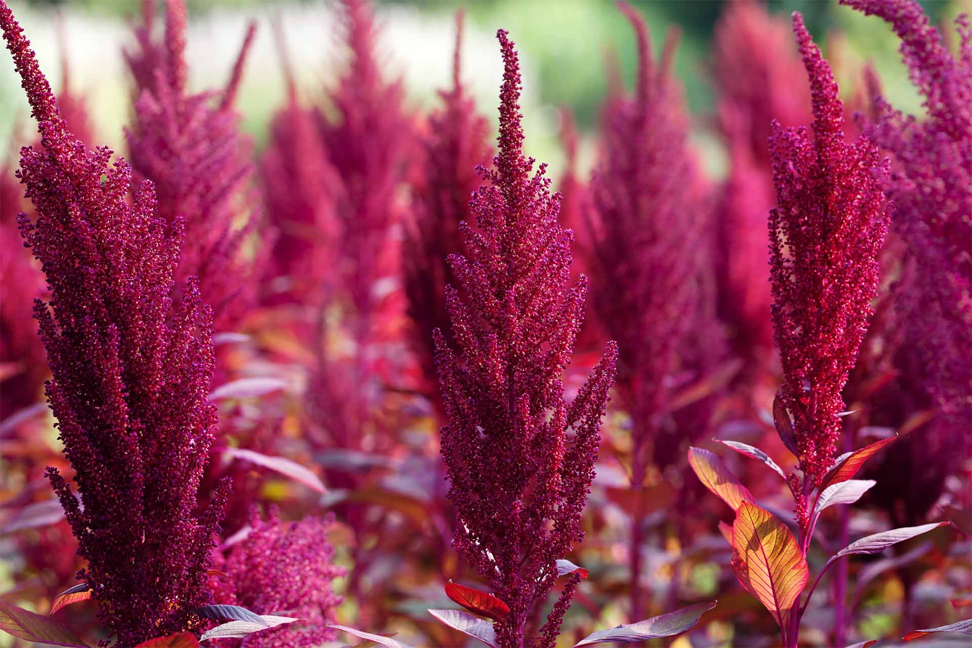 Amaranth Tipps zu Aussaat, Standort und Verwendung GartenFlora