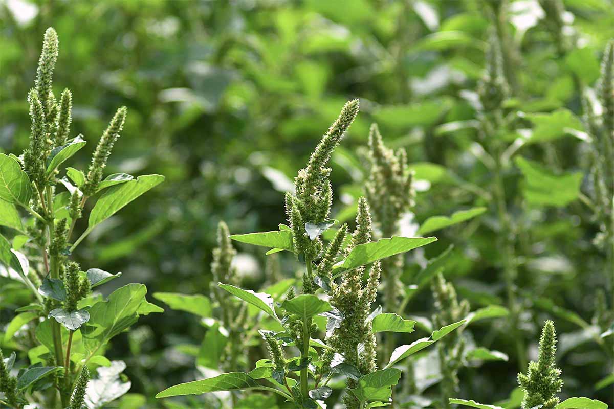 Amaranth (Amaranthus retroflexus) ist besonders ausbreitungsfreudig  [Foto: AdobeStock_Lancan]