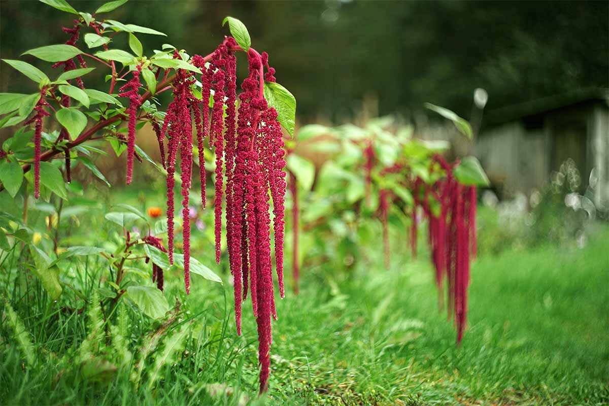 Amaranth (Amaranthus caudatus) bring viele Körner hervor [Foto: AdobeStock_Svetliy]