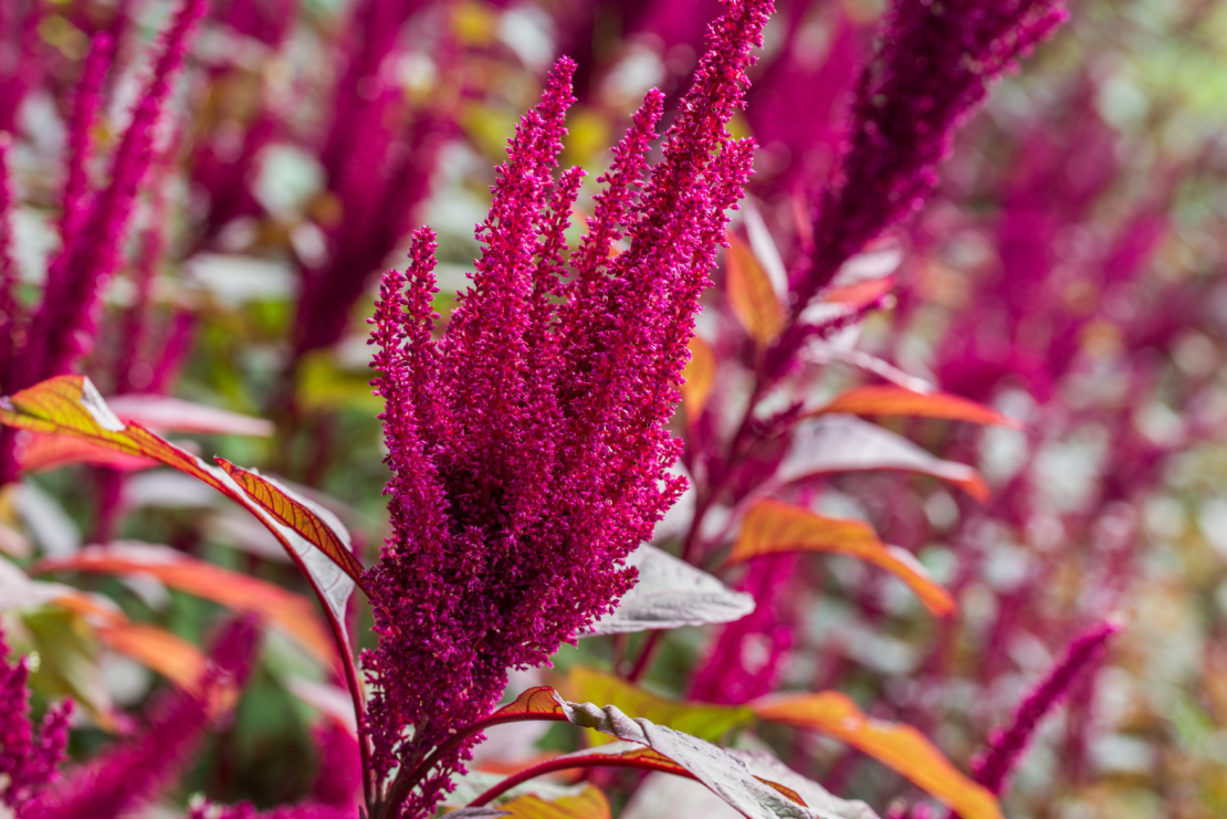 Blühender Amaranth Foto: AdobeStock_aga7ta