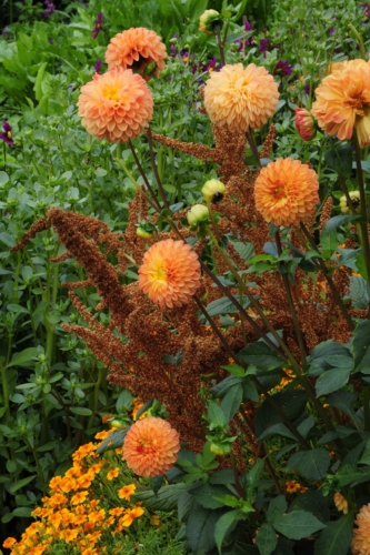 Braune Amaranthblütenstände zwischen orangefarbenen Pompondahlien. Foto: © GartenFlora/Christian Gehler