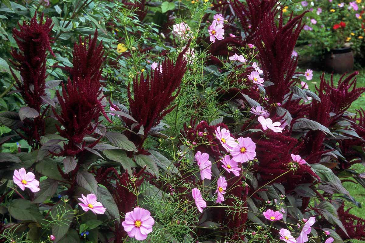 Amaranth wächst im Gartenbeet mit Zierfaktor [Foto:  © GartenFlora/Christian Gehler]