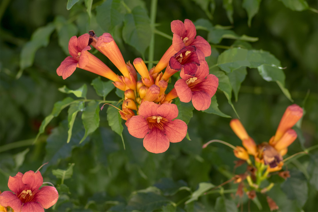 Die Chinesische Trompetenblume zeigt besonders prächtige Blüten. 