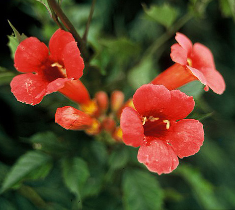  Campsis radicans ‘Flamenco' 