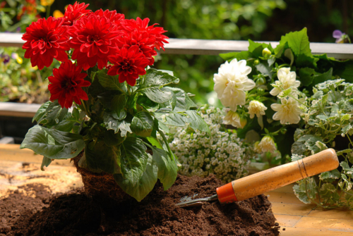 Herbstpflanzen für den Balkon Ideen für Topf & Kübel GartenFlora