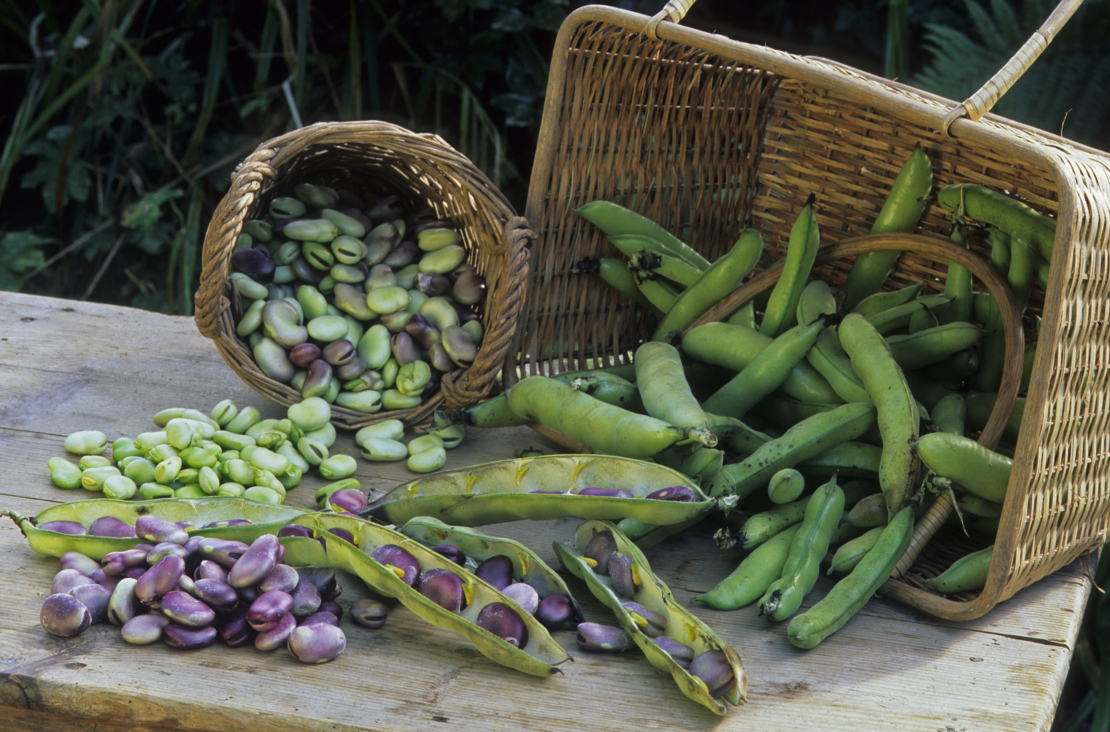 Dicke Bohnen kommen in verschiedenen Farben daher. Foto: AdobeStock_PIXATERRA