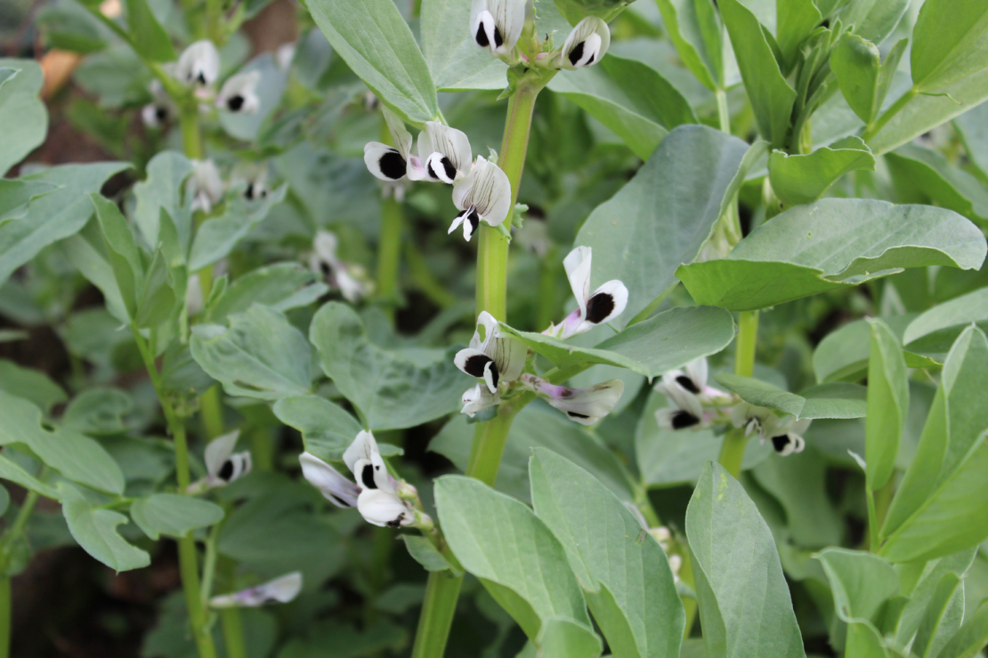 Puffbohnen blühen meistens weiß. Foto: AdobeStock_babbi72