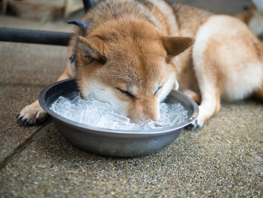 Hund wird mit einem Napf voll Eiswürfeln abgekühlt