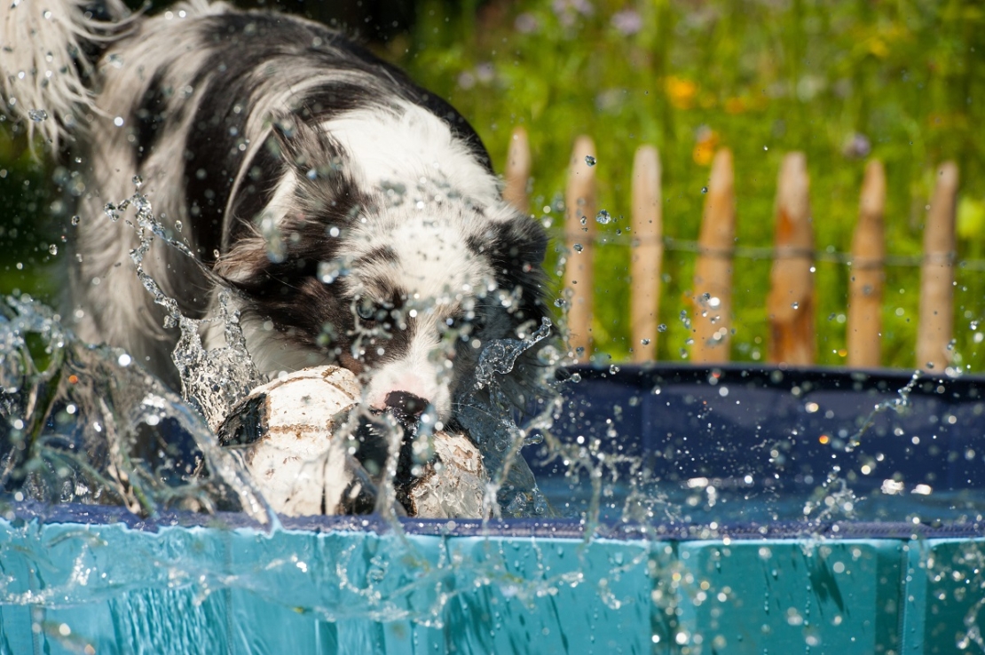 Hund planscht im Hundepool und spielt mit Ball