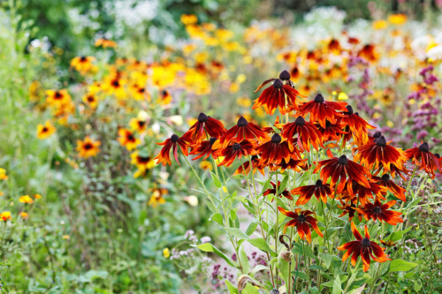 insektenfreundliche Beete Foto: AdobeStock_Ingo Bartussek