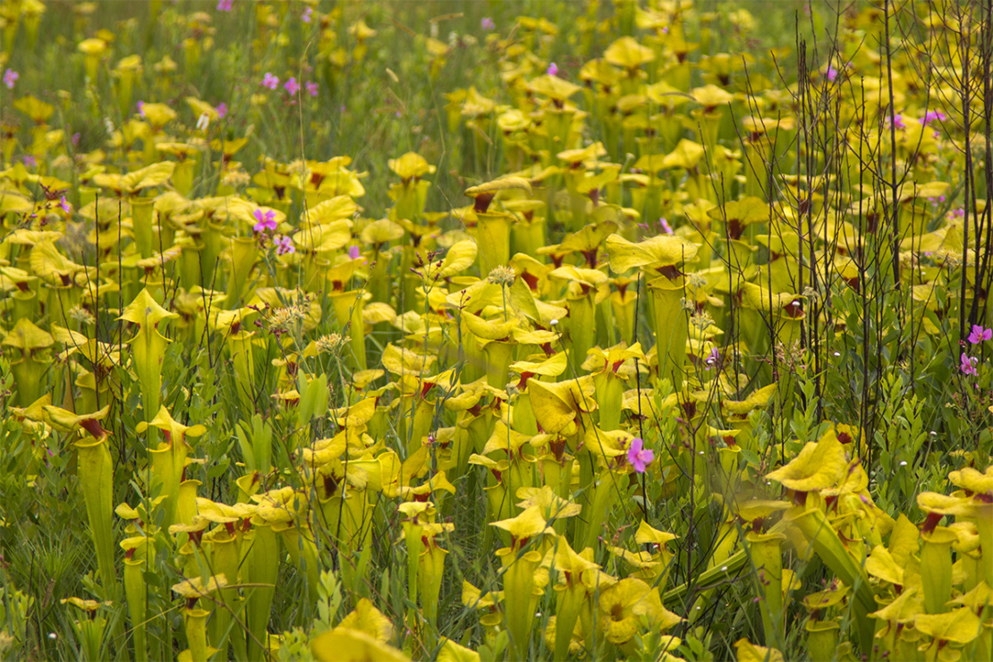 Karnivoren Foto: AdobeStock_Christian Dietz