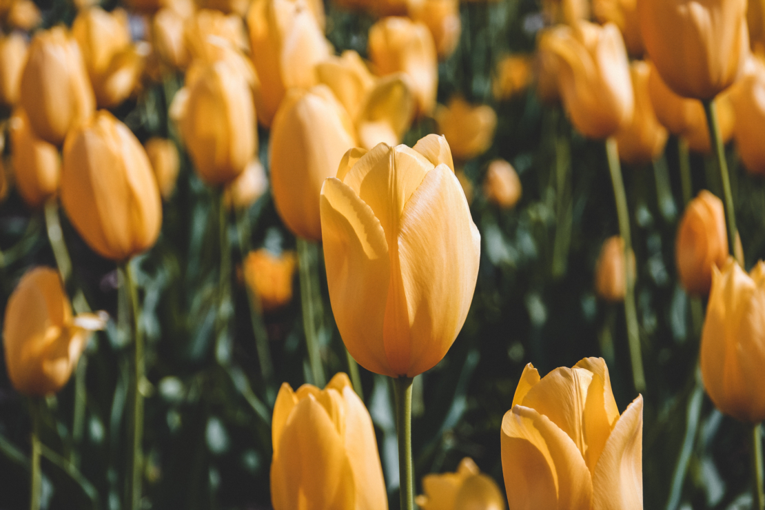 Orange-blühende Tulpen. Foto: AdobeStock_daniel boberg/EyeEm