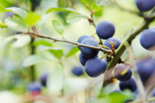 Reife Schlehenfrüchte am Strauch in der Nahaufnahme. Foto: AdobeStock_Friedberg