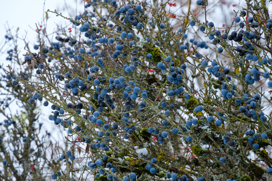 Schlehe im Winter mit kahlen Ästen und blauen Früchten. Foto: AdobeStock_Guntar Feldmann