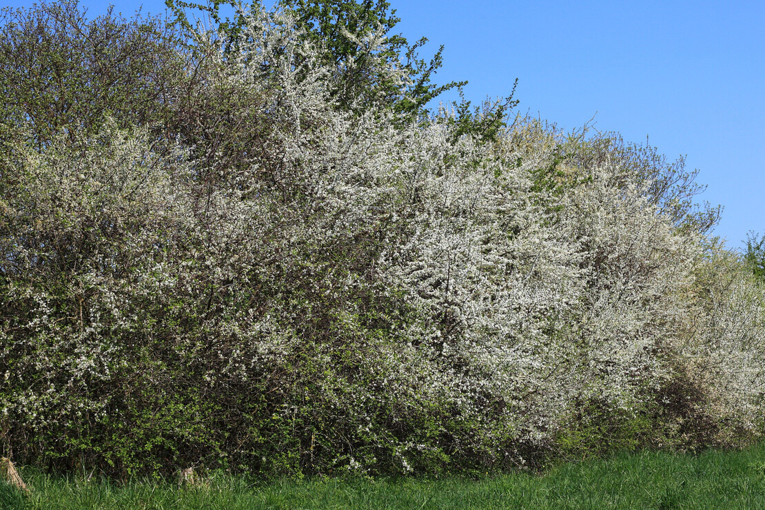Blühende Schlehenhecke im Frühling. Foto: AdobeStock_Bildagentur-o