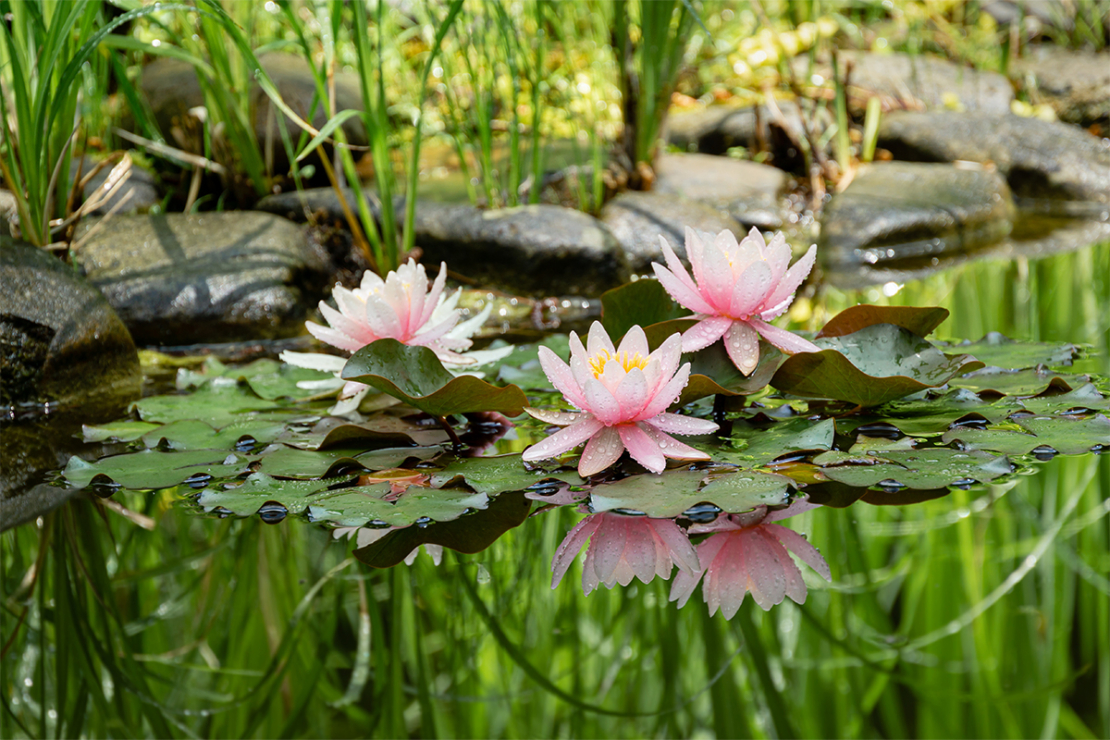 Seerosen in Gartenteich spiegeln sich auf Wasseroberfläche Foto: AdobeStock_MarinoDenisenko