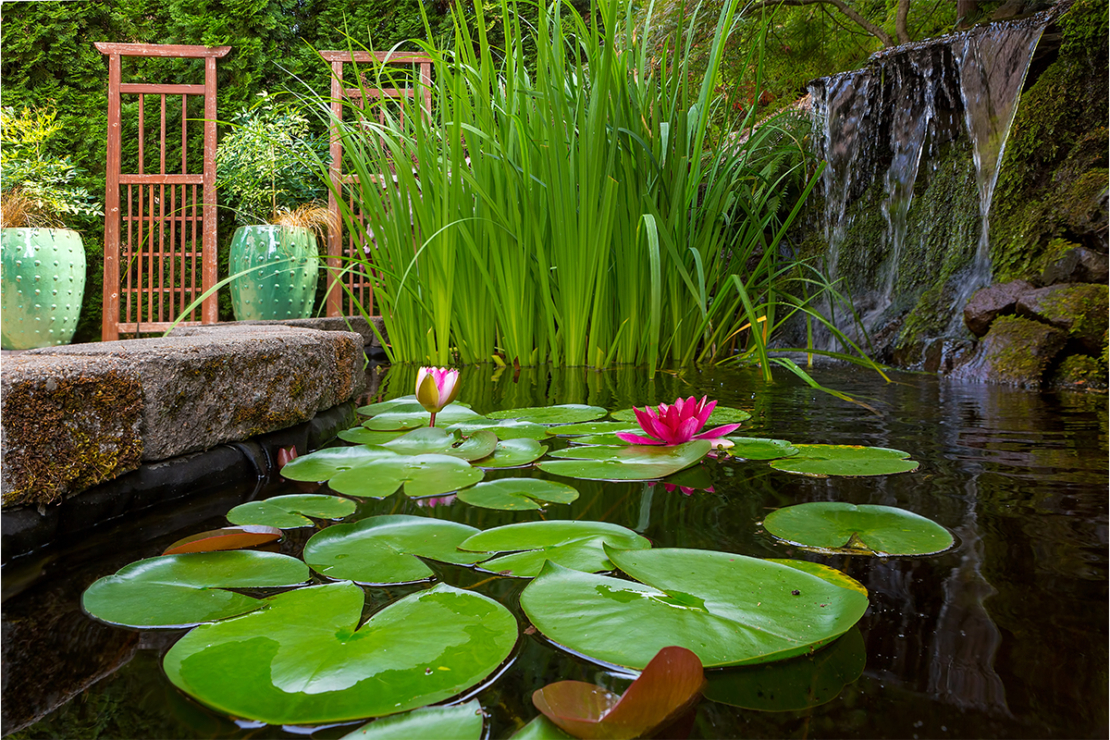 Pinke Seerosen in einem Teich vor Gräsern Foto: AdobeStock_jpldesigns